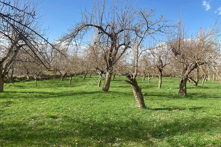 Şile Bağ Bahçe Alım Satım